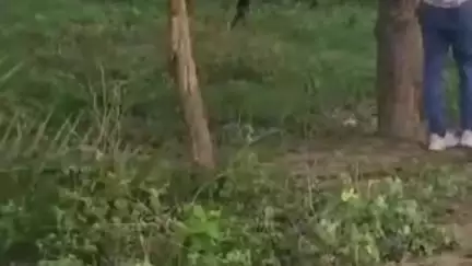 नौगावां सादात: नौगांवा के गांव रामपुर में दिखाई दे रहा तेंदुआ, ग्रामीण परेशान, खेत का वीडियो हुआ वायरल