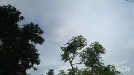 রতুয়া ২: ড্রোন উড়িয়ে জেলা পুলিশের পদস্থ আধিকারিকদের নজরদারিতে উল্টো রথযাত্রার সম্পন্ন হল পুখুরিয়া এলাকায়।