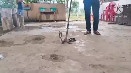 पंधाना: डूल्हार के पास ढाबे के केबिन में निकला सांप, स्नेक कैचर ने सुरक्षित रेस्क्यू किया