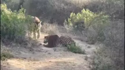 बूंदी: बूंदी के रामगढ़ टाइगर रिजर्व में बाघ और बाघिन की लड़ाई का वीडियो हो रहा वायरल