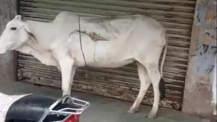 बूंदी: जिला कलेक्टर के निर्देश के बावजूद घायल गोवंशों को भर्ती नहीं कर रहे पशु चिकित्सक, गोवंशों की जान के साथ कर रहे खिलवाड़
