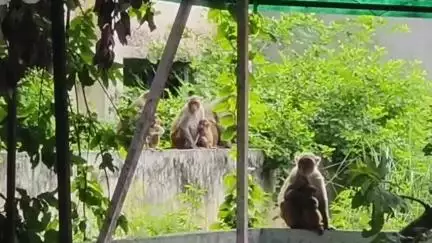 थानेसर: उमरी गांव के सरकारी स्कूल में दर्जनों बंदरों का आतंक, स्कूल कर्मचारी को काटा #jansamasya