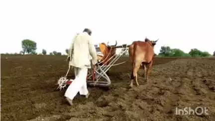 नेर: तालुक्यातील वांझ बियाण्यामुळे त्रस्त शेतकऱ्याने दिले तालुका कृषी अधिकाऱ्यांना निवेदन, विक्रेता व कंपनीवर कारवाईची मागणी