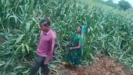 बरकागाँव: कांडतरी में 11 दिन से हाथियों का उत्पात जारी,  लाखों रुपये की फसल रौंदी