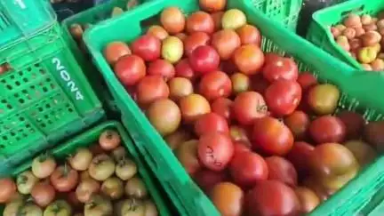 सोलन: सब्जी मंडी सोलन में किसानों को टमाटर के मिले बेहतरीन दाम
