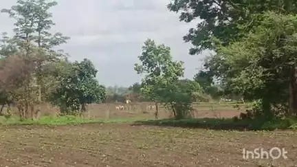 रिसोड: बिबखेड शेत शिवारात वन्य प्राण्यांकडून शेतकऱ्यांच्या पिकाचे नुकसान बंदोबस्त करण्याची शेतकऱ्यांची मागणी