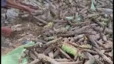 सादाबाद: मानसून पूर्व हुई बारिश और समय पर मानसून आने के कारण सादाबाद क्षेत्र में सब्जी के साथ मक्का-बाजरा की फसलें हुईं बर्बाद