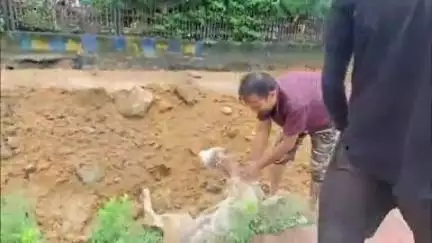सोहागपुर: पांडवनगर में अज्ञात वाहन की टक्कर से घोड़ा घायल, गौ सेवकों ने उपचार कर गौशाला में किया शिफ्ट