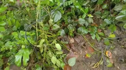 ഒറ്റപ്പാലം: പനയൂരിൽ മകൻ വച്ച പന്നിക്കെണിയിൽ അമ്മ കുടുങ്ങി, ഗുരുതര പരിക്ക്, മകൻ പ്രേംകുമാർ അറസ്റ്റിൽ