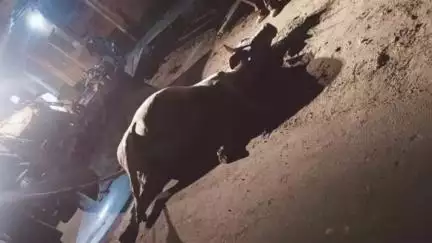मांट: नौहझील में अज्ञात वाहन की चपेट में आने से सांड की हुई मौत