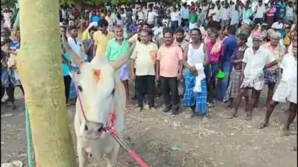 பரமக்குடி: சேமனூரில் நடைபெற்ற எருதுகட்டு விழாவில் ஆர்வத்துடன் கலந்து கொண்ட வீரர்கள்
