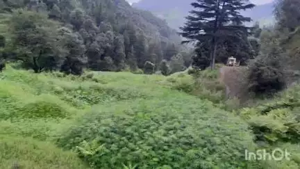 पधर: पधर पुलिस ने हुरंग गांव में भारी मात्रा में अवैध भांग की खेती की बरामदगी की