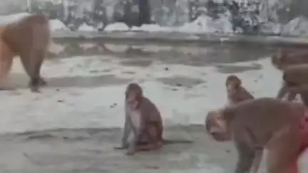 ब्यावर: रूपनगर ग्राम पंचायत में लाल मुंह के बंदरों के झुंड का आतंक, ग्रामीण परेशान, जिला कलेक्टर को सौंपा ज्ञापन