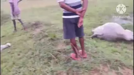 রঘুনাথপুর ২: মৌতড়ের কালীপুরে বজ্রপাতে ২টি গবাদি পশুর মৃত্যুতে চাঞ্চল্য, চাষের মরসুমে ব্যাপক ক্ষতি