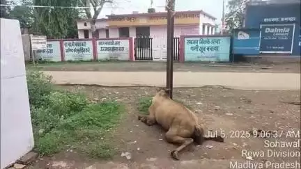 सतना के सोहावल में बिजली के खंभे से उतरे करंट से गधे की मौत, लोगों में दहशत, प्रशासन से मदद की गुहार