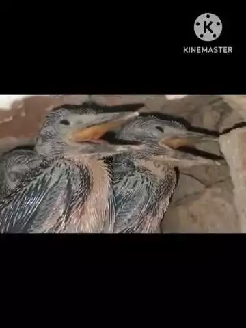 kingfisher baby heart beating 💓 you see in your eye 👀