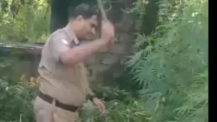 डीडीहाट: कोतवाली अस्कोट पुलिस ने अवैध रूप से की जा रही भांग की खेती को किया नष्ट
