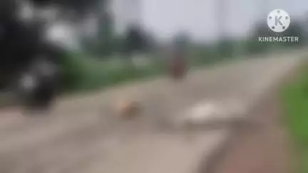 दुर्ग मार्ग धनेली में अज्ञात तेज़ रफ्तार वाहन ने दो गायों को कुचला, दोनों की हुई मौत