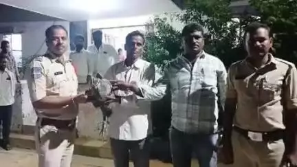 తుంగతుర్తి: తిరుమలగిరిలో జనావాసాల్లోకి వచ్చిన నెమలి ఫారెస్ట్ అధికారులకు అప్పగించిన పోలీసులు