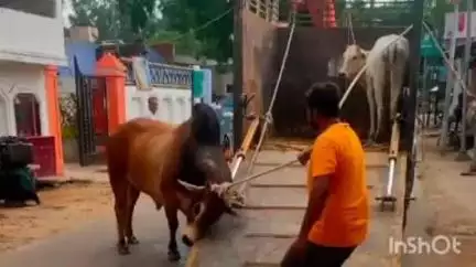 नानपारा: रिसिया नगर पंचायत में आवारा पशुओं की धरपकड़ के लिए विशेष अभियान शुरू किया गया