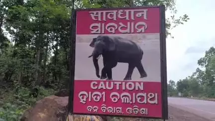 ତେଲକୋଇ: ଉଦୟଗିରି ମହାନ୍ତ ସାହିରେ ଧାନ ଫସଲ ରକ୍ଷା କରିବାକୁ ଯାଇ ହାତୀ ଆକ୍ରମଣରେ ଯୁବକ ମୃତ