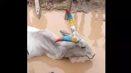 भंडारा: शास्त्री चौकाकडून वरठी रोडकडे जाणाऱ्या रोडवरील खड्ड्यात अडकली गाय, नागरिकांनी वाचवले प्राण