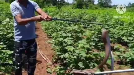 प्रतापगढ़: गांव आमली खेड़ा में कपास के खेत में दिखा जहरीला कोबरा, वन विभाग ने किया सुरक्षित रेस्क्यू, टला बड़ा हादसा