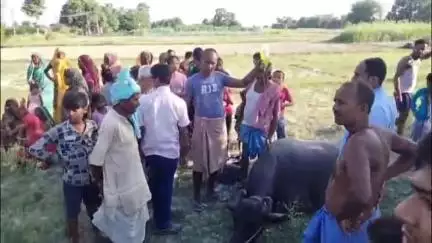 पातेपुर: पातेपुर के बाजीतपुर अहरा टोला में चरने के दौरान कई मवेशी हुए बीमार, एक की हुई मौत