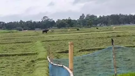 ময়নাগুড়ি: সাত সকালে ময়নাগুড়ি ব্লকের সাপটিবাড়ি দুই নং গ্রাম পঞ্চায়েত এলাকায় বাইশনের হানায় আহত বেশ কয়েকজন, ঘটনায় চাঞ্চল‍্য