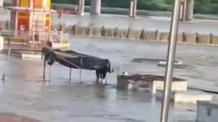 सेवढ़ा: सेवड़ा का छोटा पुल डूबा, ग्वालियर-भिंड सहित 30 गांवों से संपर्क टूटा, सनकुआ घाट पर स्नान प्रतिबंधित