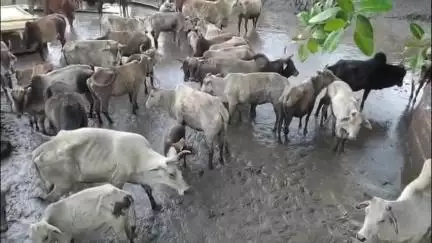 पन्ना: कांजी हाउस में भूख-प्यास से तड़प रहे गोवंश, गौ रक्षकों में आक्रोश, दी चेतावनी