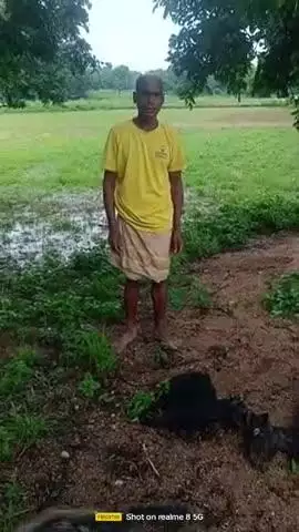 पालकोट। कांबा बगीचा टोली। सुनील।गोप तीन बकरी को वज्रपात चपेट मे आने मौत हो गई