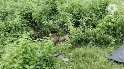 আরামবাগ: জঙ্গলের মধ্যে পুকুরপাড় থেকে ব্যক্তির পচাগলা দেহ উদ্ধার ঘিরে চাঞ্চল্য রাজোগ্রাম এলাকায়,খুনের অভিযোগ স্থানীয়দের