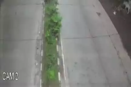 जबलपुर: बिलहरी में तेज रफ्तार कार ने 5 गौवंश को मारी टक्कर, गौवंश की मौत, CCTV में कैद