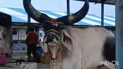 मल्हारगढ़: महाराष्ट्र के नंदी बैल चर्चा में, देखने के लिए उमड़ी भीड़, पिपलियामंडी कृषि मंडी में ठहरे