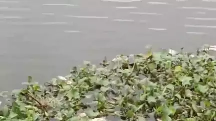 पनागर: पनागर के बिलपुरा तालाब में मरी मछलियां उतराने से हड़कंप, नगर निगम जांच में जुटी