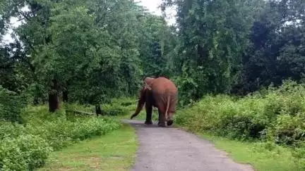 जलडेगा: टाटी राजस्व गांव में झुंड से बिछुड़ा जंगली हाथी, ग्रामीणों द्वारा खदेड़ने का प्रयास जारी