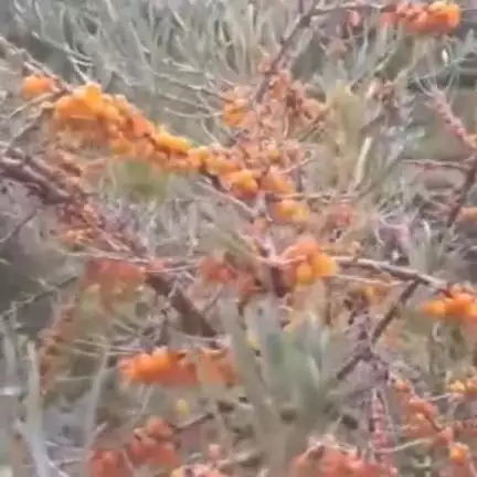 हंगरंग: सी-बकथोर्न के हाँगरंग घाटी में दिखे फल, लाखों में है कीमत, घाटी के लोगों ने वीडियो साझा किया