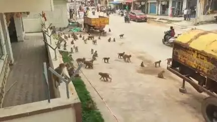 పటాన్​​చెరు: జిన్నారం మండలంలో ఒక్కసారిగా ప్రత్యక్షమైన కోతుల మంద.. ఇబ్బందులు పడుతున్నట్టు తెలిపిన చిన్నారులు