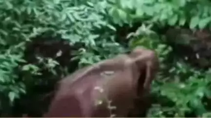 चाईबासा: सारंडा जंगल में आईईडी ब्लास्ट में घायल हुए हाथी की इलाज के दौरान मौत