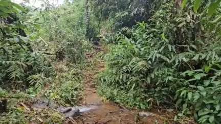 ദേവികുളം: എന്ന് കടക്കും ഈ ദുരിതപ്പാലം, മാങ്കുളം കള്ളക്കൂട്ടികുടിയിലെ പാലത്തിൽ സാഹസിക യാത്ര നടത്തി നിവാസികൾ #localissue