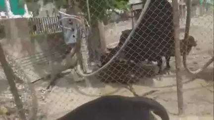 बीकानेर: रथखाना कॉलोनी में हादसे को न्योता देता ट्रांसफार्मर, बिजली कंपनी और निगम की लापरवाही हुई उजागर