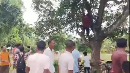 ময়নাগুড়ি: সাপটি বাড়ি দুই গ্রাম পঞ্চায়েত এলাকায় বাইসনের হামলা আহত ৫, একটি বাইসনকে ঘুমপাড়ানি গুলি করে কাবু করল পুলিশ ও বনদপ্তর