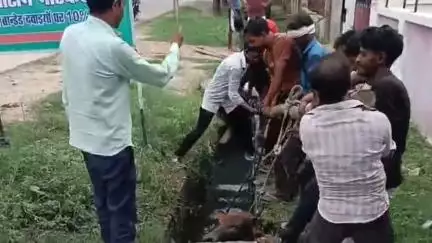 सिधौली: गौ सेवक और सिधौली नगर पंचायत के कई कर्मचारियों ने निराश्रित गोवंश को नाले से निकाला बाहर
