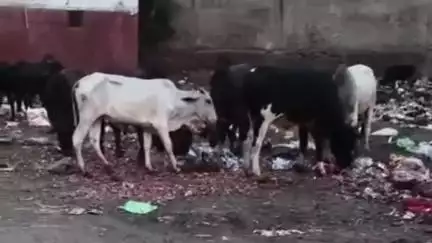 महेंद्रगढ़: अब महेंद्रगढ़ में नहीं दिखेंगे बेसहारा गोवंश, जल्द ही गोशालाओं में छोड़ा जाएगा