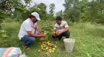 बारीडीह में भाई पंकज मिश्र के बागवानी में आम