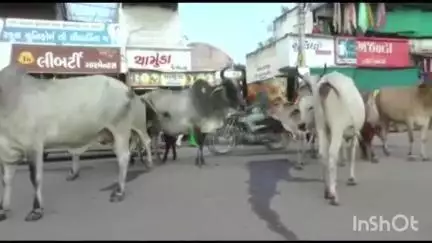 શહેરમાં રખડતા પશુઓના ત્રાસને લઇ અને નાગરિકો અને મુશ્કેલી હીરાના વેપારીઓએ પ્રતિક્રિયા આપી પશુઓને પાંજરે પુરવાની કરી માંગ