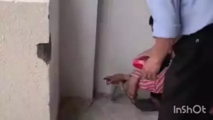 सोलन: सोलन के चंबाघाट स्थित चेस्टर हिल्स में निकला सांप, स्नेक कैचर पंजाबी खान ने मौके पर पहुंचकर किया काबू