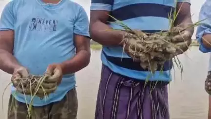 ଜଳେଶ୍ବର: ଡେମୁରିଆ ଗ୍ରାମରେ ଚାଷ ଜମିରେ ବନ୍ୟା ଜଳ