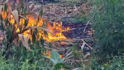 कन्नौज: शिवाजी नगर मोहल्ले के पास खेतों से आई तस्वीर, मक्का फसल के अवशेष जला रहे किसान